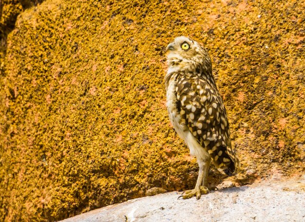 Bird on rock by autumn leaves