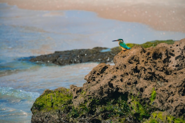 Photo bird on rock in sea