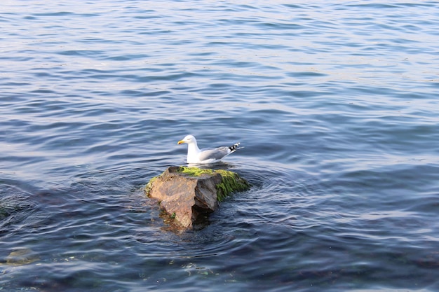 A bird on a rock in the water