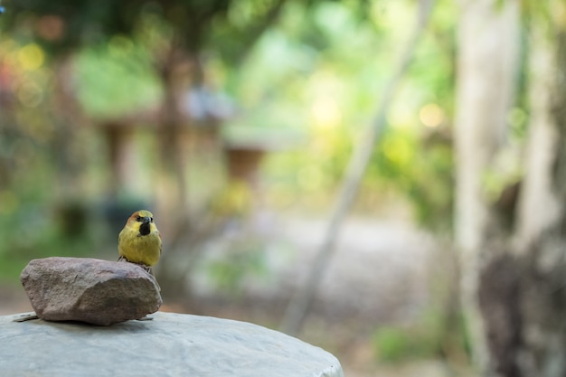 Bird on the Rock