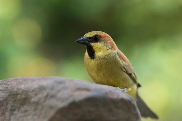 Bird on the Rock