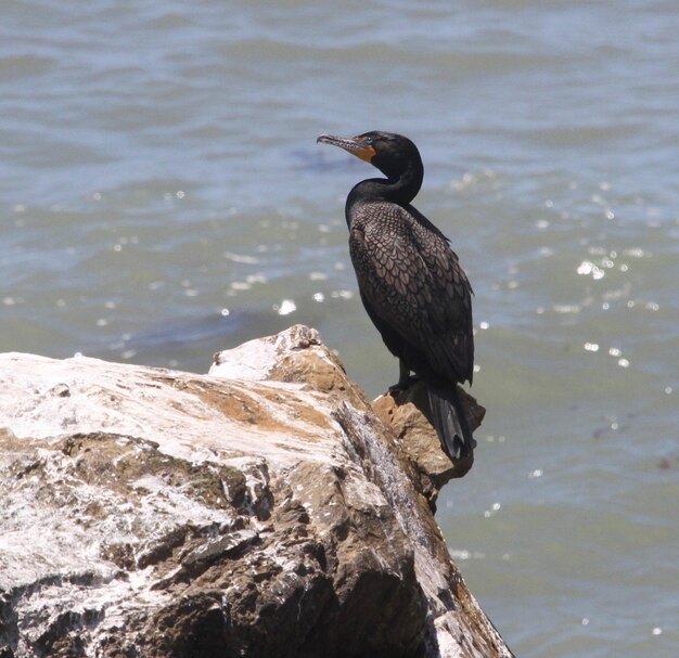 Photo bird on rock