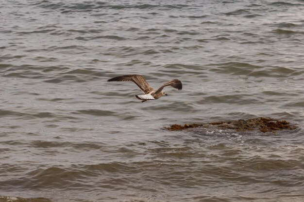 Bird on the rocky coast of the Black Sea in the Sudak area