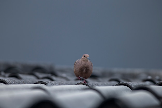 屋根の上の鳥