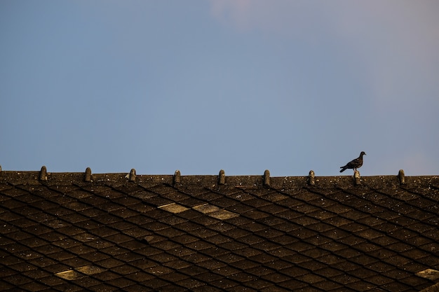 Foto uccello sul tetto.