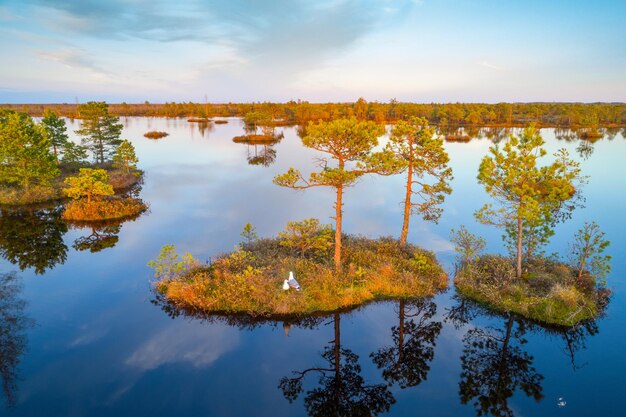 Bird's eye photo of a swamp