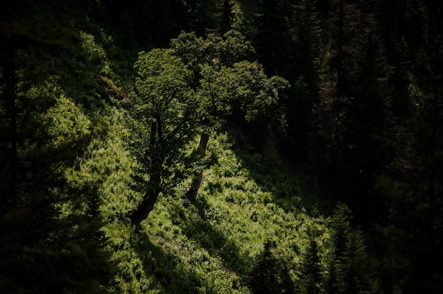 Bird's-eye view of the field covered with green grass and few evergreen trees