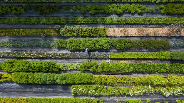 Foto una vista d'uccello di un verde giardino botanico