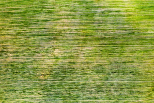 Bird's-eye view of a green field .Sowing campaign in Belarus.Nature Of Belarus.Own green field at sunset