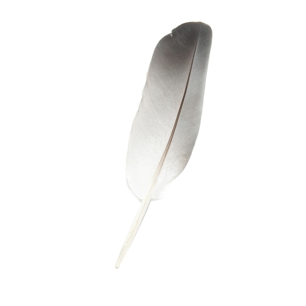 Bird's feather isolated  