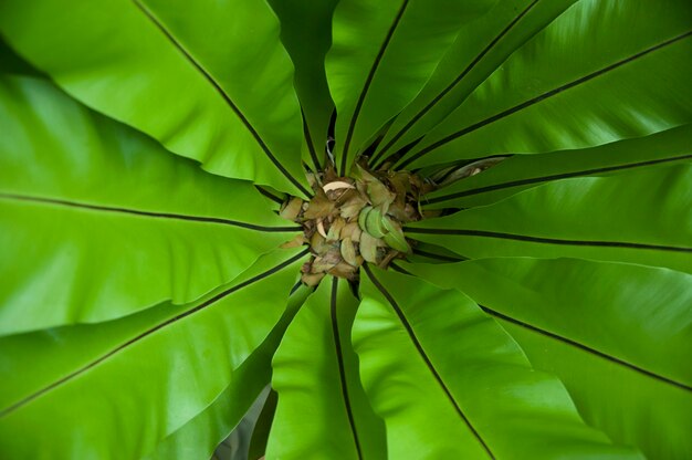 bird’s nest fern