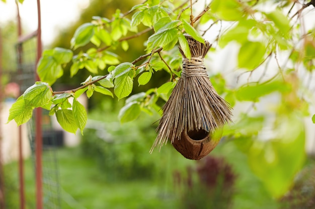 Un nido di uccelli fatto con conchiglie di cocco e paglia pende su un albero in giardino.