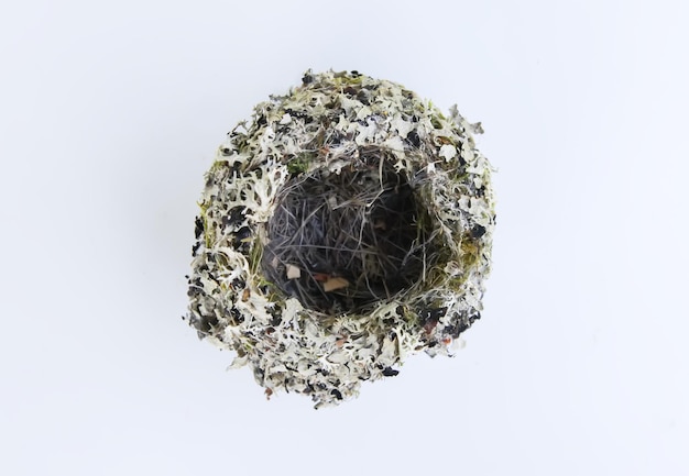 Bird's nest made of lichen