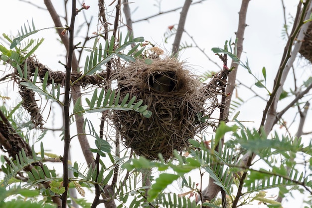 写真 木の上にある鳥の巣