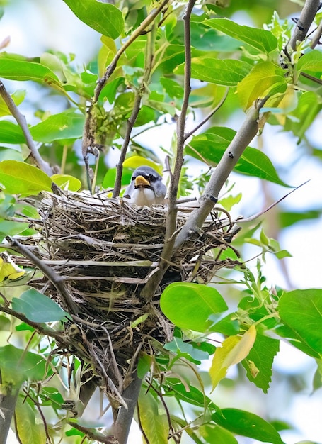 Bird's nest on tree baby bird