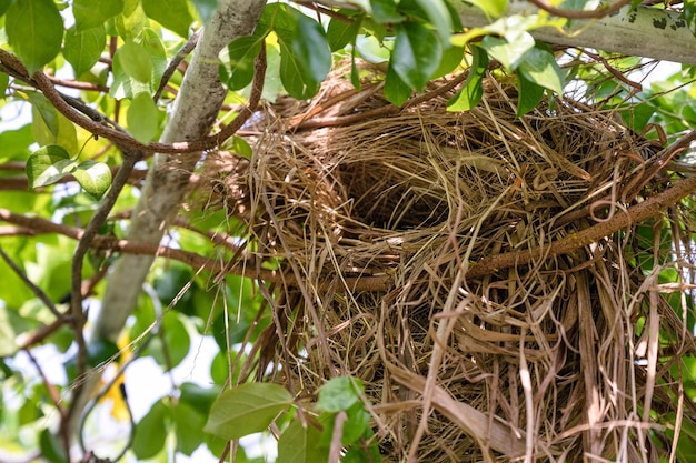 Bird's nest on tree branch in garden