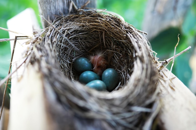 Bird's nest with bird in early summer Eggs and chicks of a small bird Starling Feeds the chicks