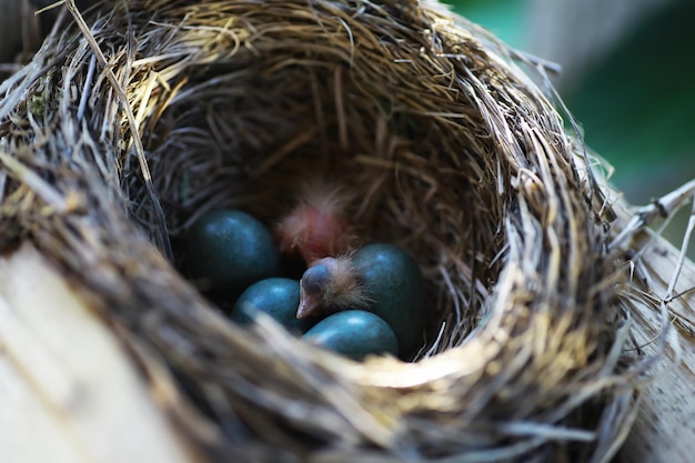 Bird\'s nest with bird in early summer eggs and chicks of a\
small bird starling feeds the chicks