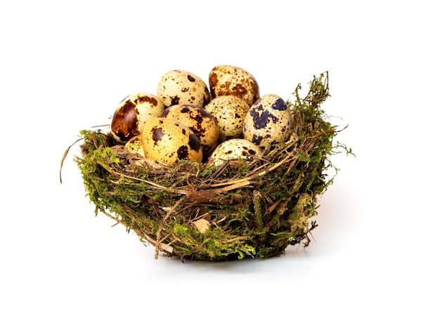 Bird's nest with eggs isolated on a white background Side view