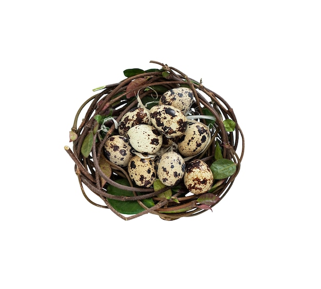 Bird's nest with eggs isolated on white