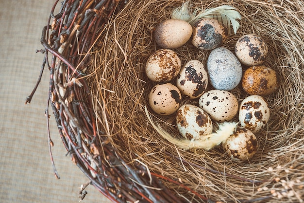 Bird's nest with eggs