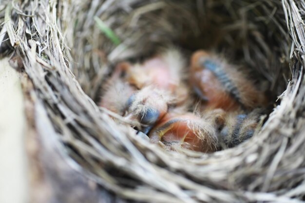 Bird\'s nest with offspring in early summer eggs and chicks of a\
small bird starling feeds the chicks