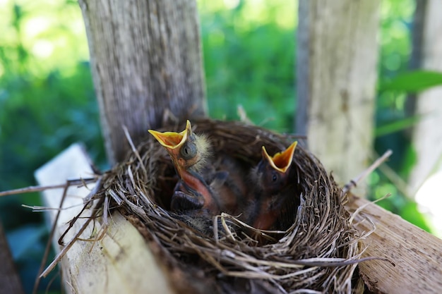 初夏の子孫と鳥の巣ムクドリがひよこに餌をやる小鳥の卵とひよこ