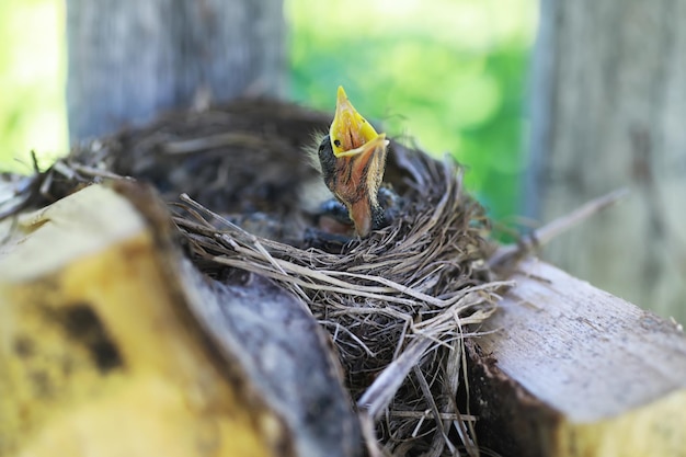 初夏の子孫と鳥の巣ムクドリがひよこに餌をやる小鳥の卵とひよこ