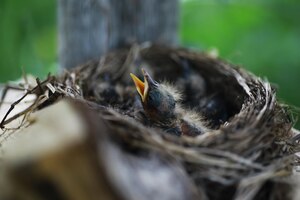 初夏の子孫と鳥の巣ムクドリがひよこに餌をやる小鳥の卵とひよこ