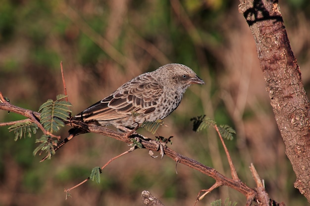 A bird on Safari in Kenia and Tanzania, Africa