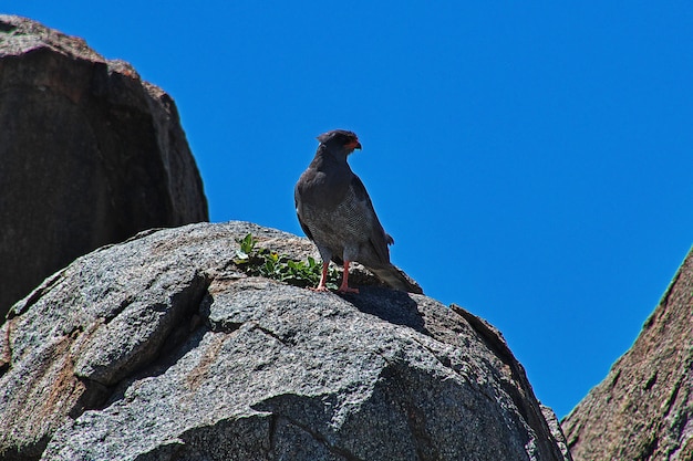 Bird on safari in kenia and tanzania, africa