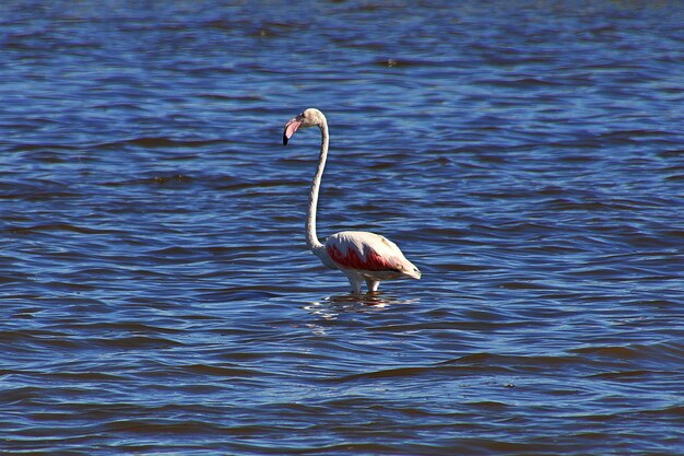 The bird on the safari