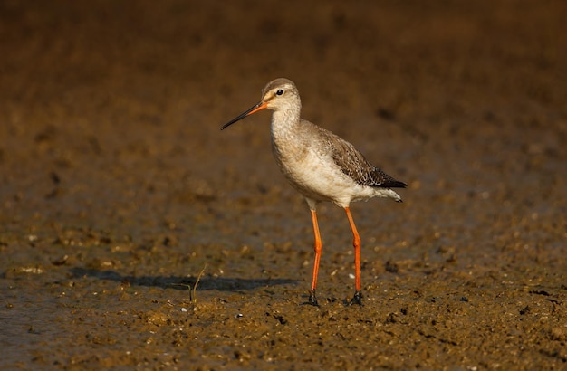 Photo bird on sand at beach