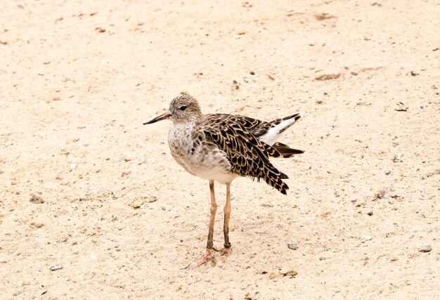 Photo bird on sand