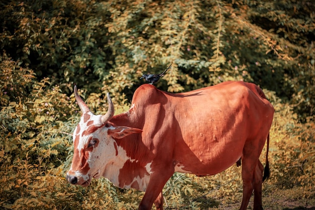 A bird sat on this cow