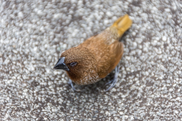 鳥（Scaly-breasted MuniaまたはLonchura punctulata）