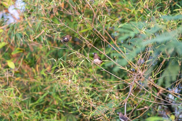 Птица (Scaly-breasted Munia) в природе дикая