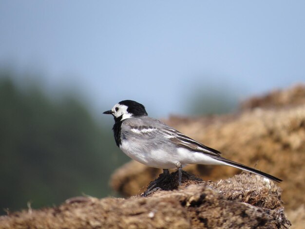 Bird on a scenic background