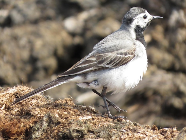 Bird on a scenic background