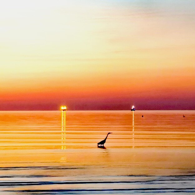 Bird on sea against sky during sunset