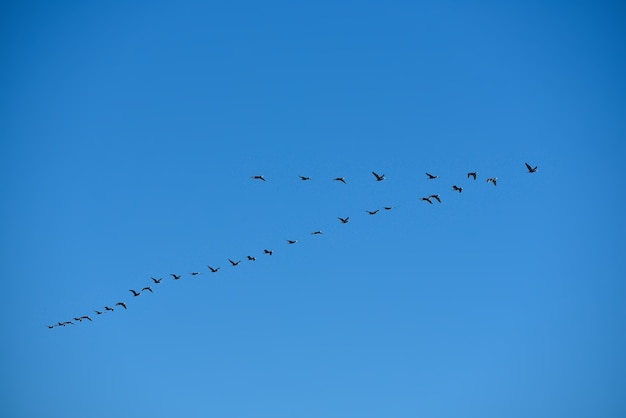 海の上の鳥。鳥は夏に海の上を飛ぶ。