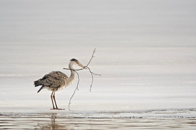 Photo bird on sea shore