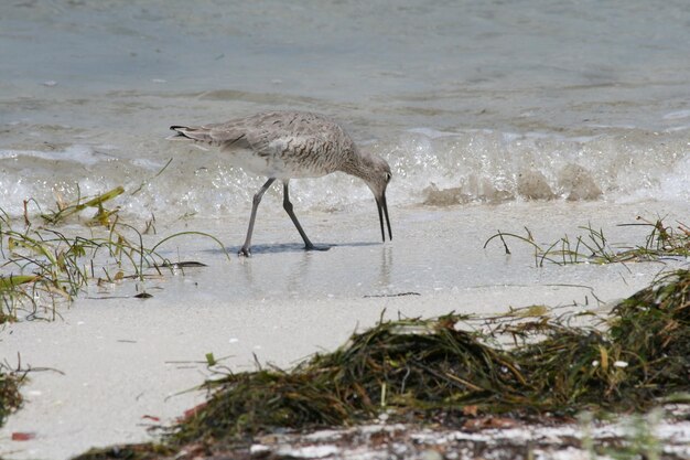 Uccello in mare