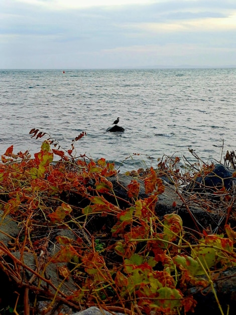 bird on the sea