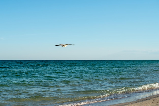 Bird seagull in the blue sky at the sea