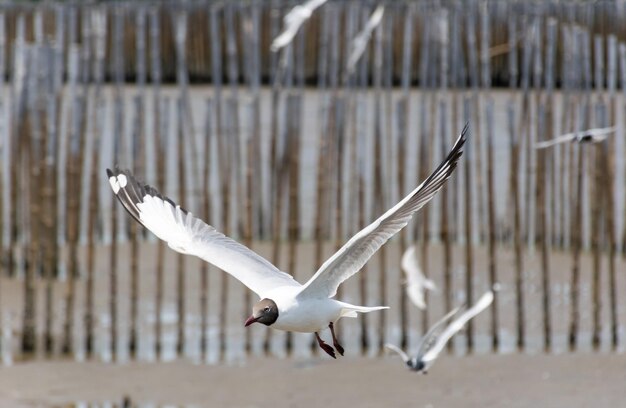 Photo bird seagull fly at bangpoo resort samutprakarn thailand