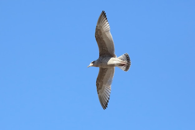 Bird Seagull flying against the sky