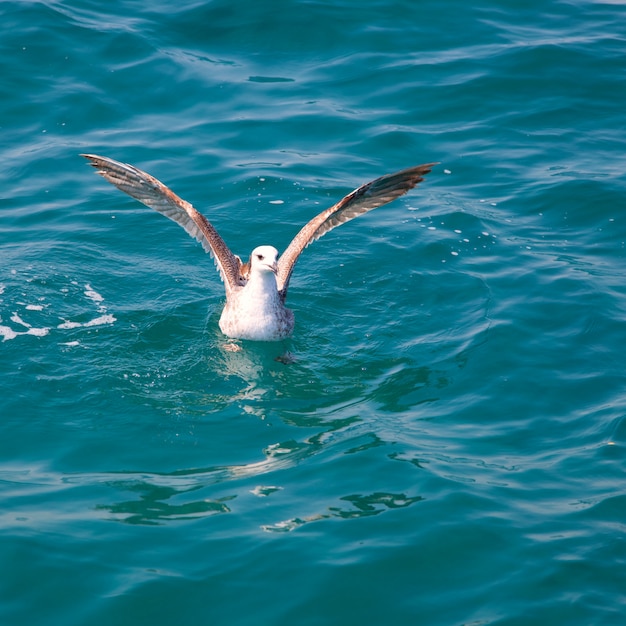 海の海の水の上の鳥のカモメ