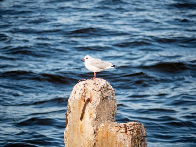 Photo bird seagull sitting on stone berth in the bay. against the back