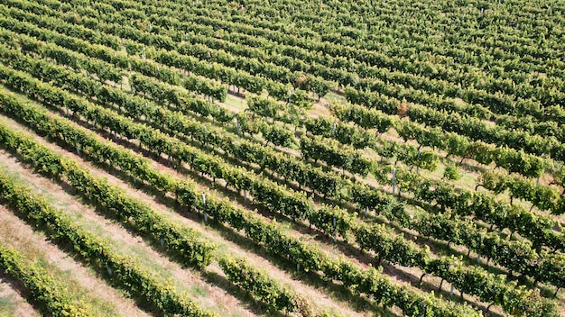 Вид с высоты птичьего полета на красивый пейзаж виноградников
